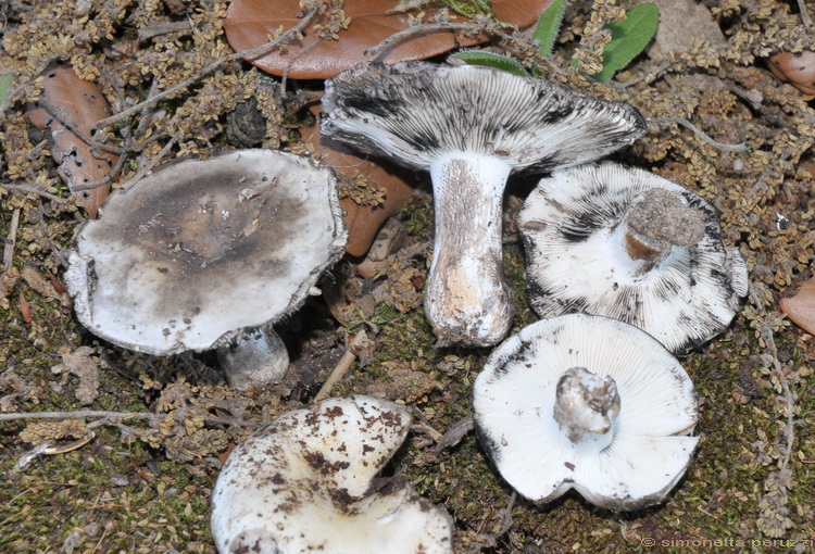 Una particolare Russula...(cfr. Russula atramentosa)